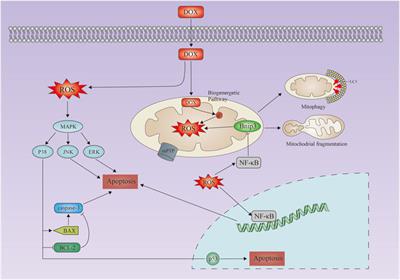 Cell death regulation in myocardial toxicity induced by antineoplastic drugs